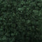 5.Peacock